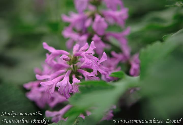 Stachys macrantha Suureõieline tõnnike